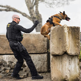 Danner Men's 4.5 in. Striker Bolt 8