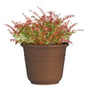 Classic Look Bell Planter, 13-1/4 Diameter, Brown