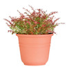 Classic Look Bell Planter, 48 Diameter, Terracotta