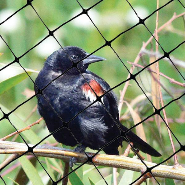 Bird-X 200 Ft. X 14 Ft. Standard Bird Netting