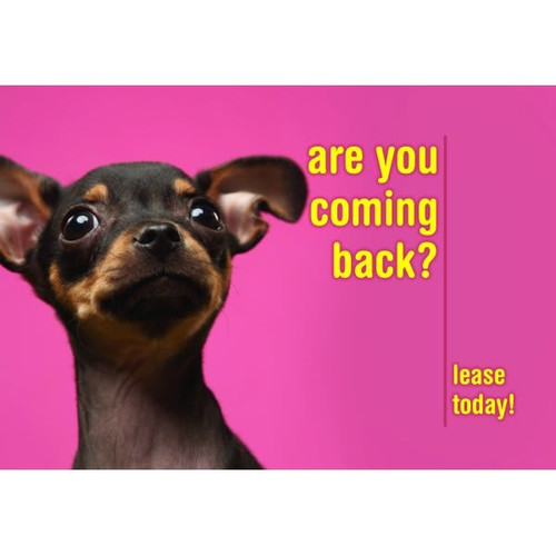 Postcard "are You Coming Back", Dog Design, Back Personalization,package Of 50
