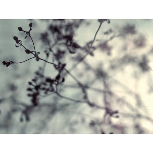 Red Roof Inn Branches & Berries 36wx24h Canvas Print W/espresso Frame