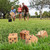 3.5-Inch Premium Oak Giant Yard Dice Set with Carrying Bag and Yardzee & Farkle Scorecard.