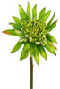 Waratah Baby Lime Stem 52cm