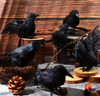 Halloween Black Raven