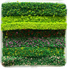 Miniature hedges 8 pack