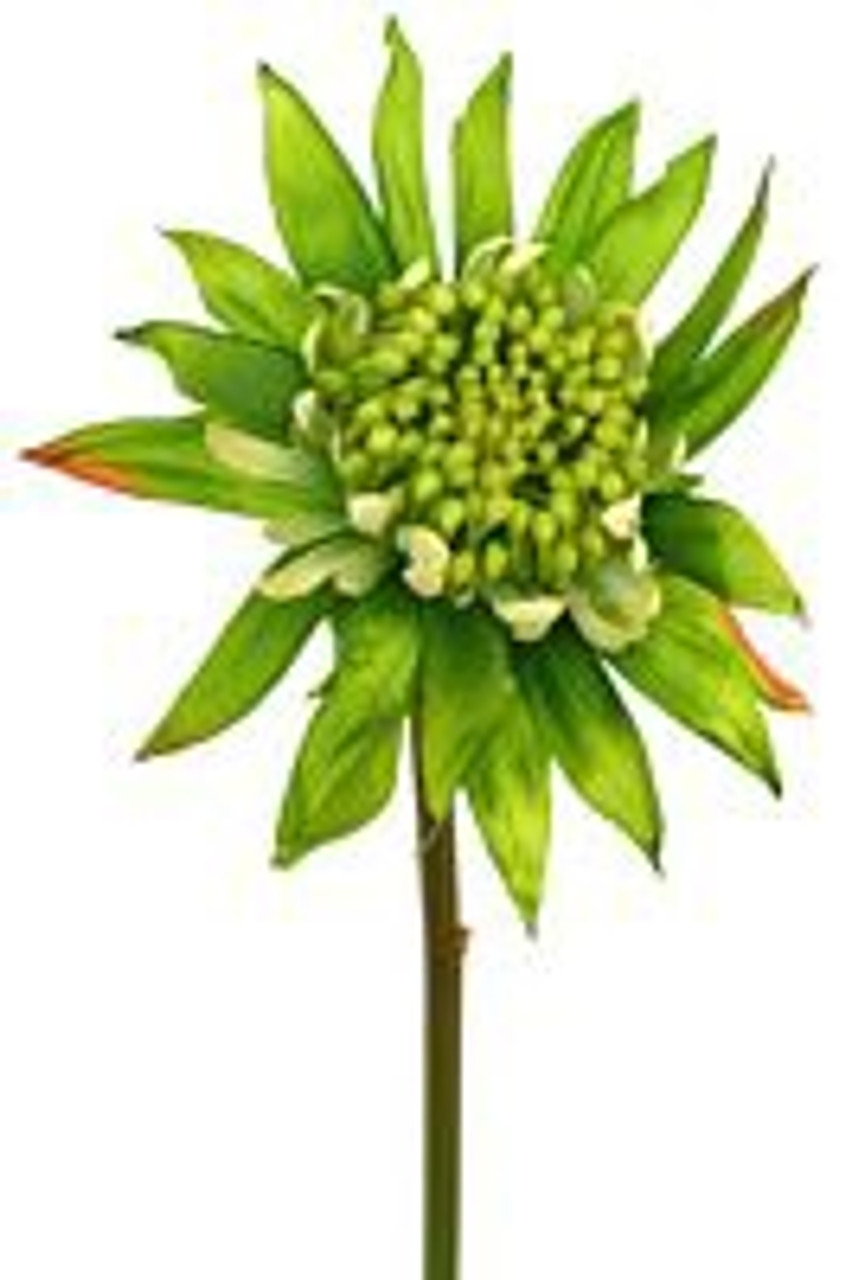 Waratah Baby Lime Stem 52cm