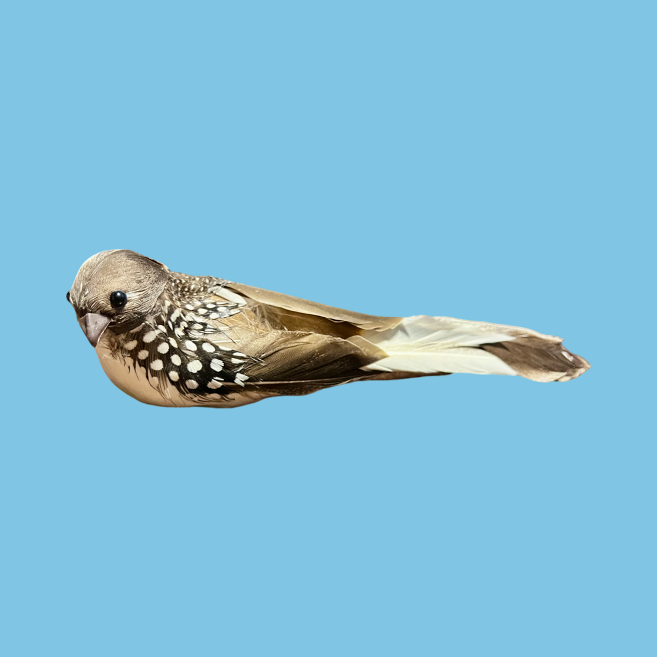 Bird - Brown & White Spotted Clip On