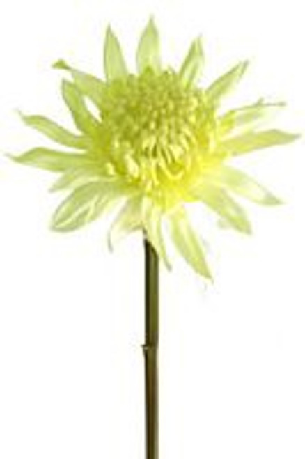 Waratah Baby Cream/White Stem 52cm