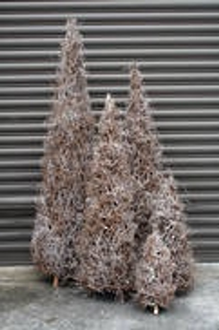 50cmh Snowy Baby Root Tree