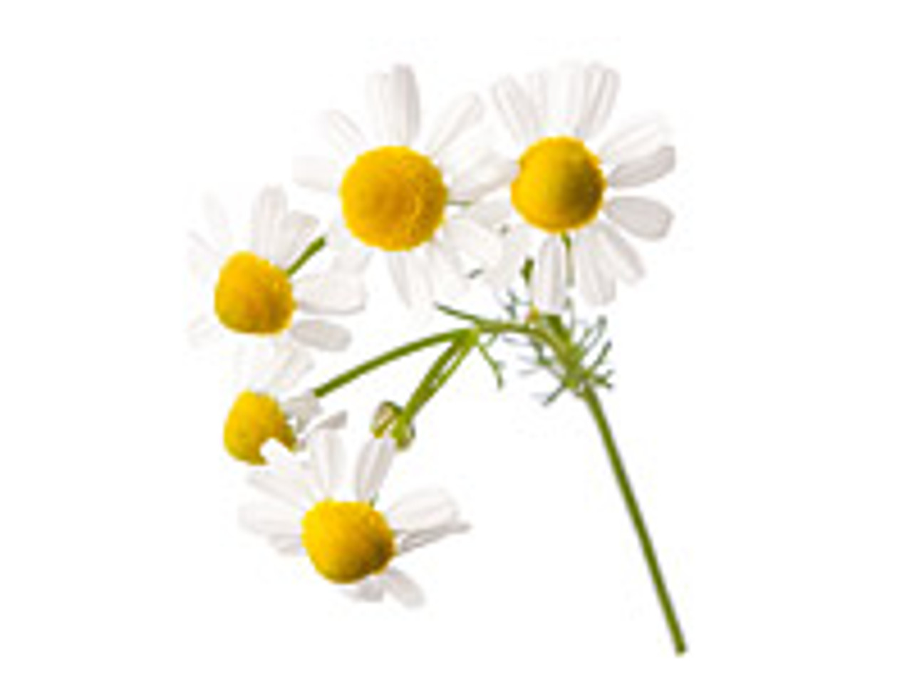 Chamomile Blue German Essential Oil-EOChamBlue