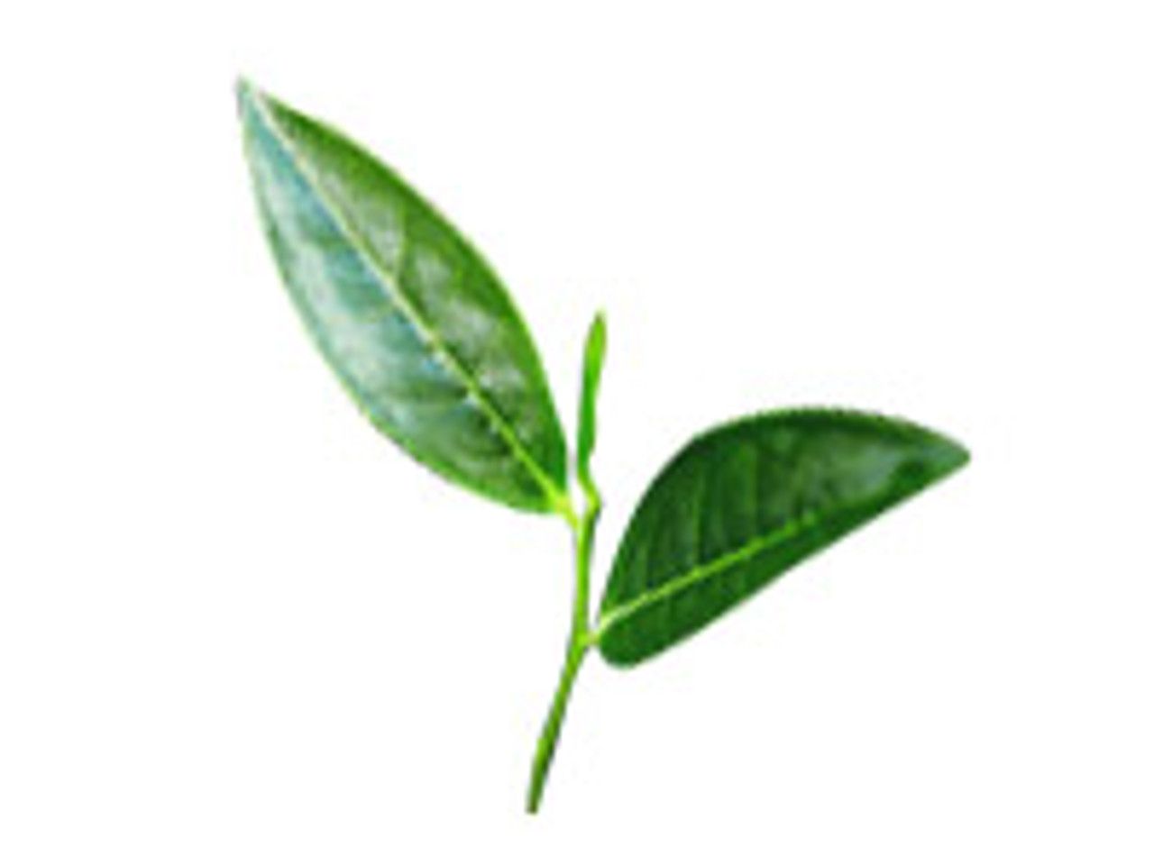Tea Tree (Organic) Essential Oil