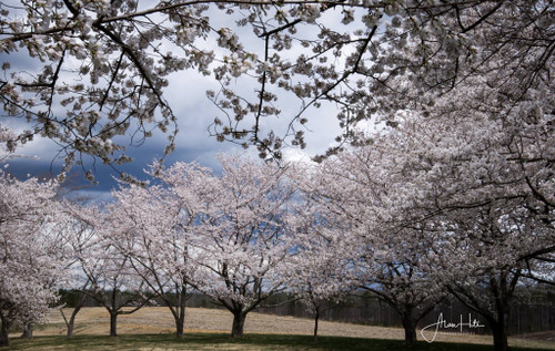 Cherry Trees/Green Falls