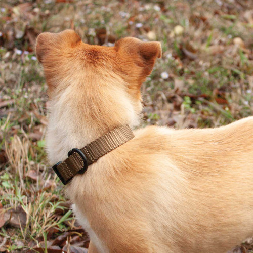Flashbang Series Collar - Coyote Flashbang Series Collar - Coyote