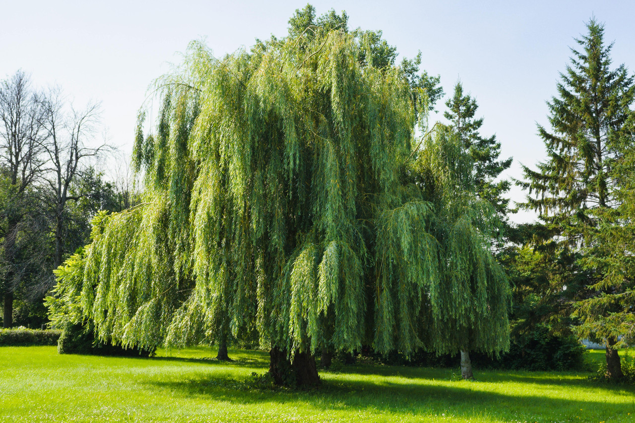 Trees and Shrubs Online For Less at The Tree Store