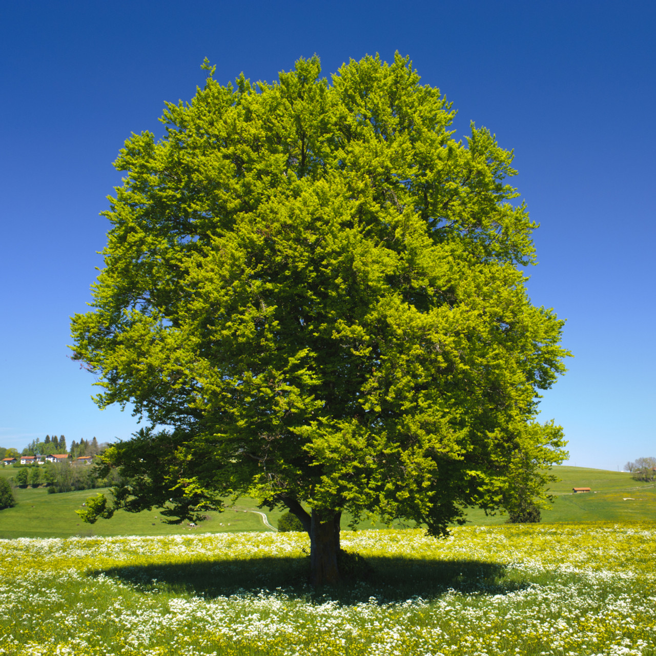 American Beech Tree