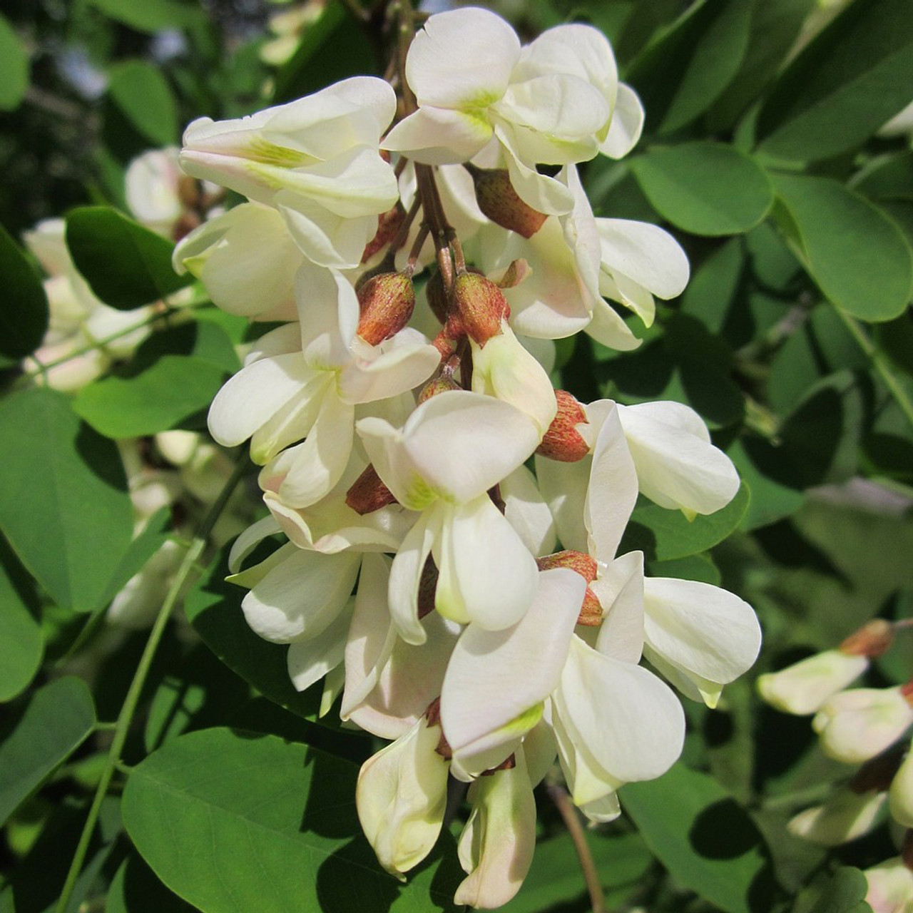 black locust tree flowers