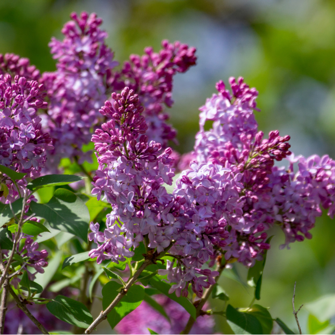 Old Fashioned Lilac Bush (2-3 Foot)