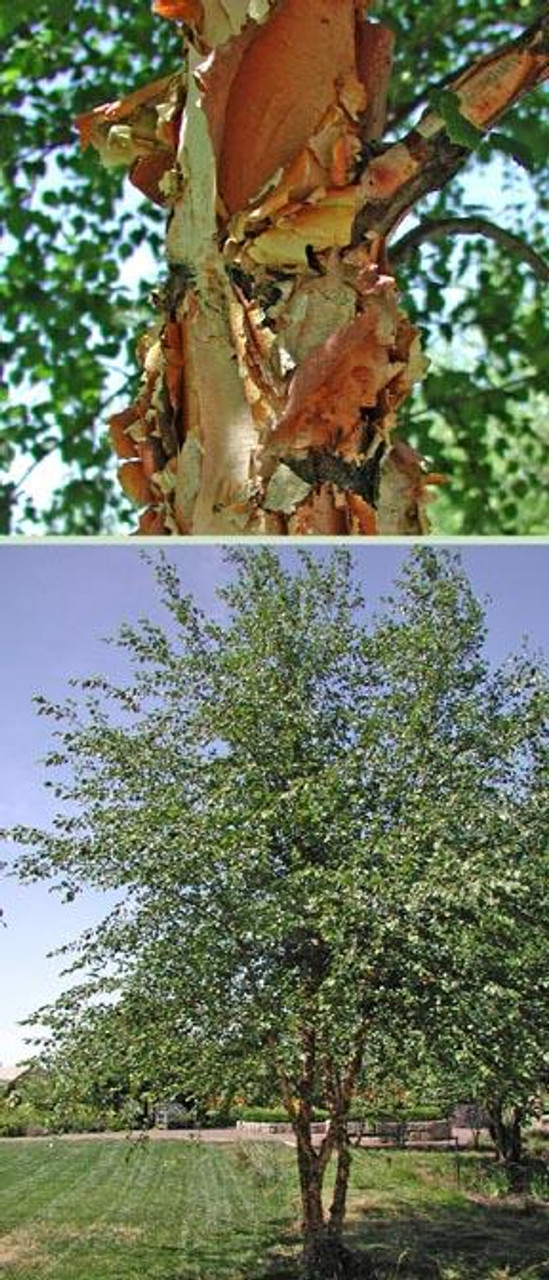 River Birch Is a Favored Yard Tree in the Southern U.S.