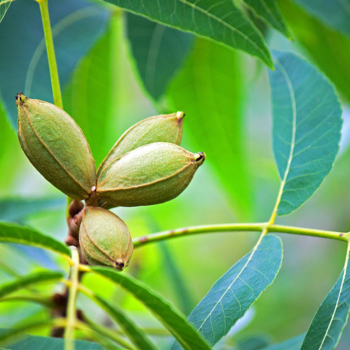 American Pecan Tree  Bare Root, 2-3 ft | Carya illinoinensis
