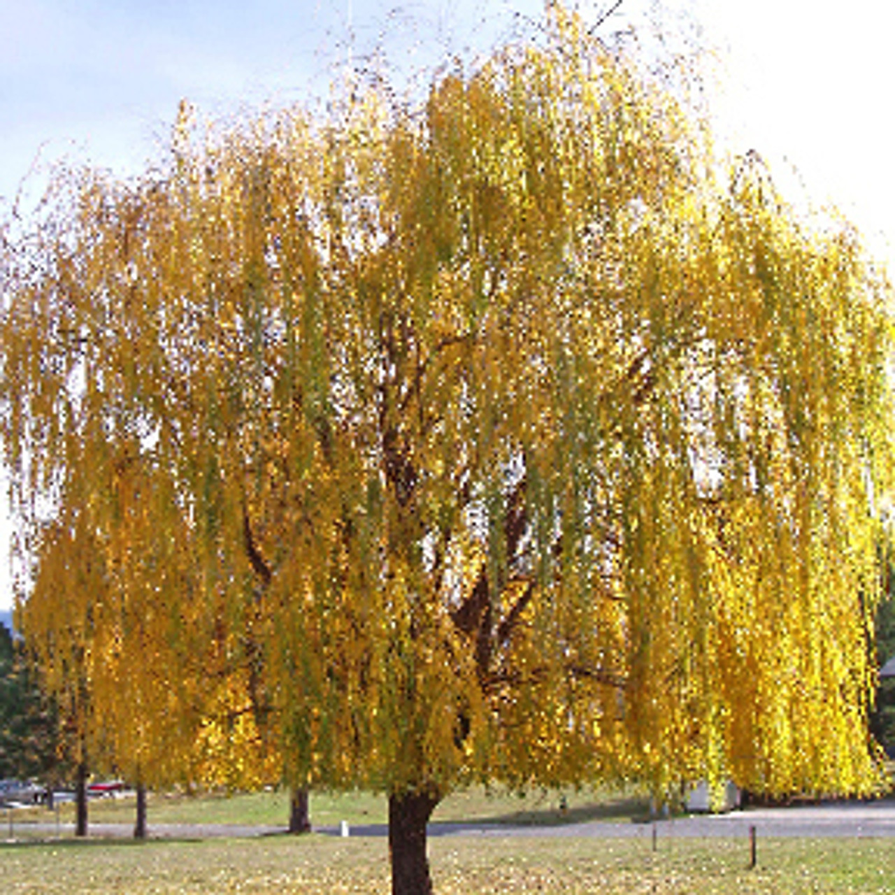 Golden Yellow Weeping Willow Tree