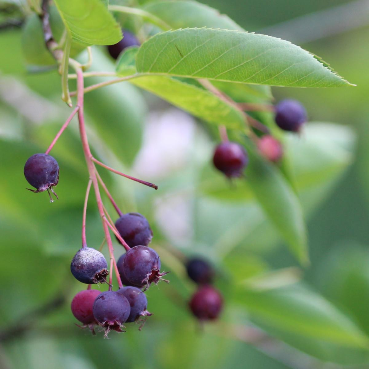 Saskatoon Serviceberry Fruit, Amelanchier Alnifolia O Shadberry Madurando En El Jardin