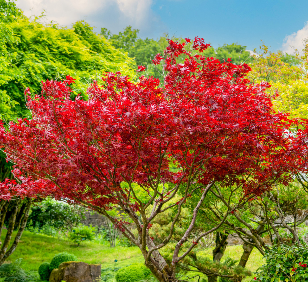 japanese maple leaf tree