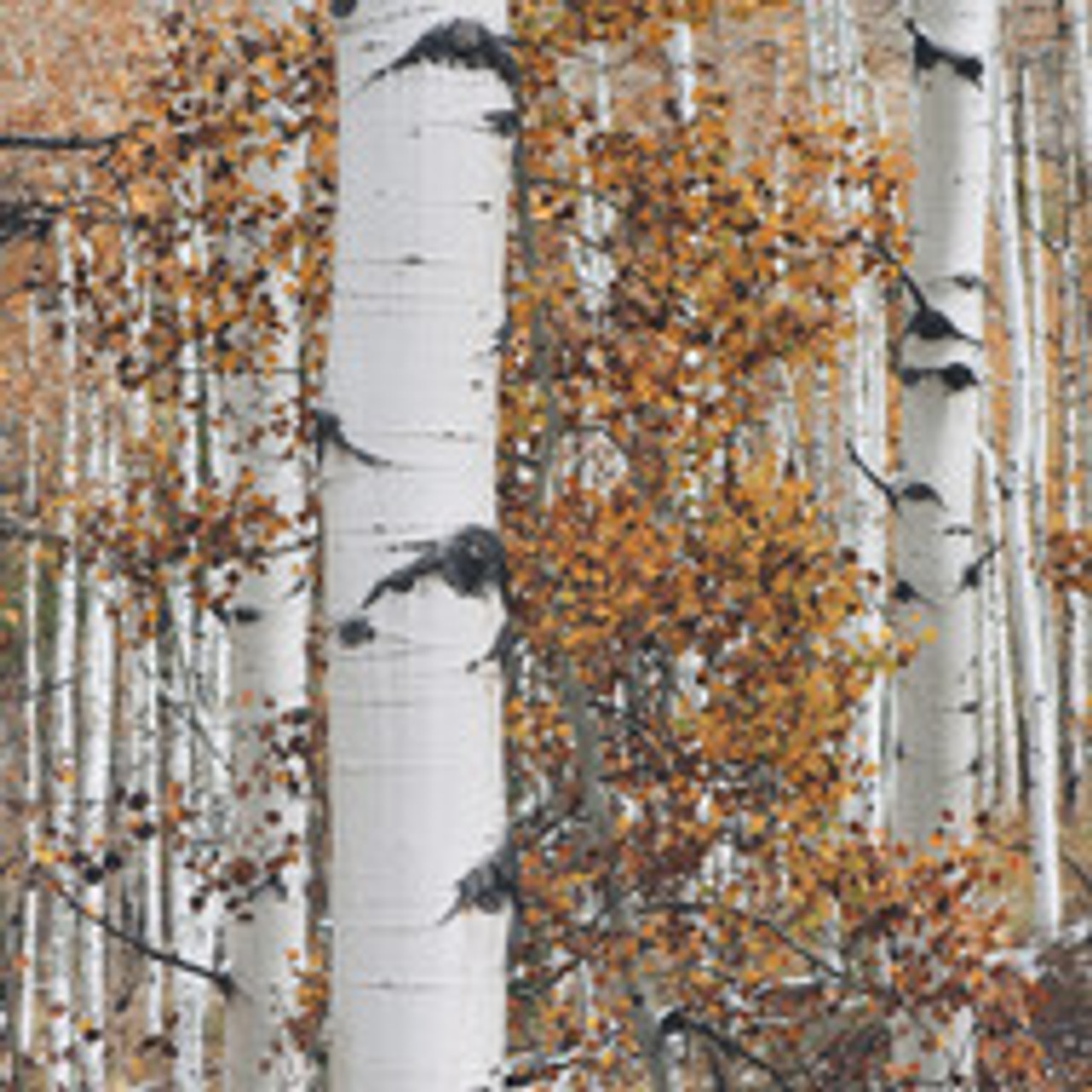 Birch trees are a common site across the North woods