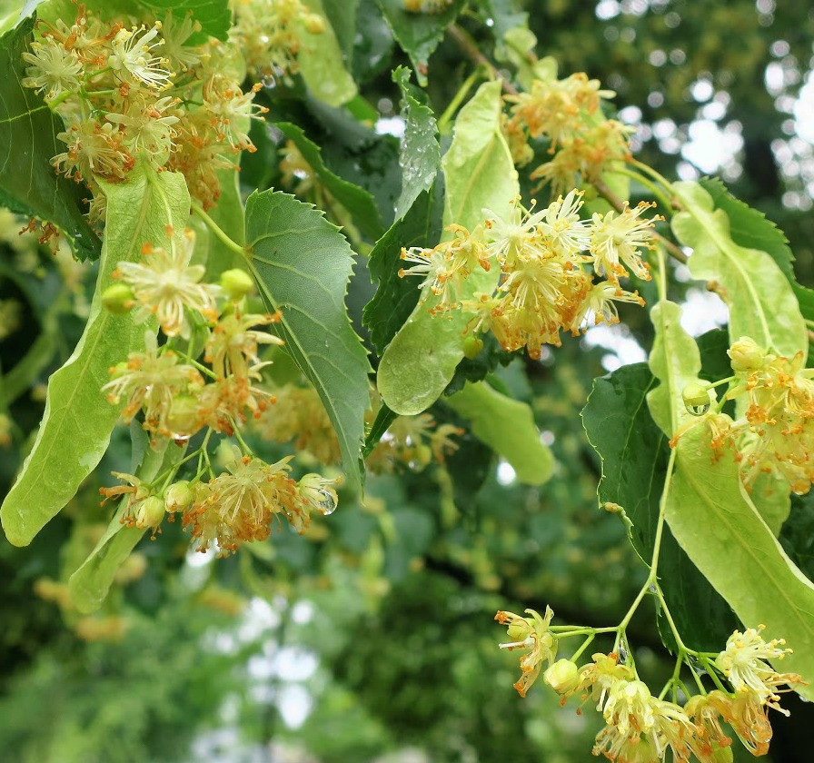 Littleleaf Linden Tree