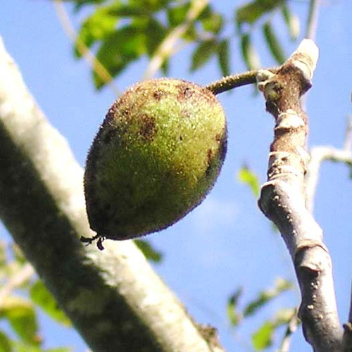 American Butternut Tree