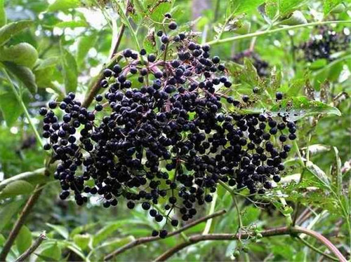 American Black Elderberry Bush