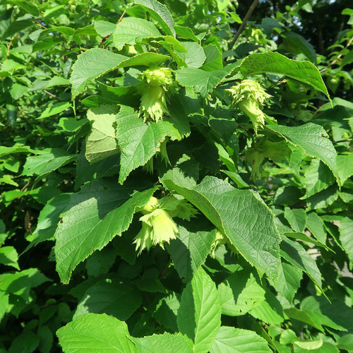 American Hazelnut Tree – Bare Root, 2-3 ft | Corylus americana