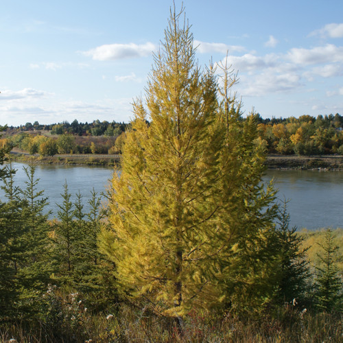 American Larch Tree (18-24 Inches)
