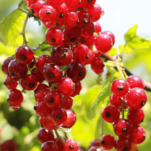 Red Currant Bush (1-2 Foot)