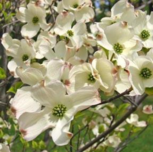 White Flowering Dogwood Tree – Bare Root, 2-3 ft | Cornus florida