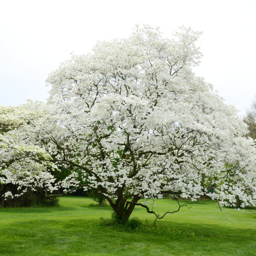 White Flowering Dogwood Tree (2-3 Foot)
