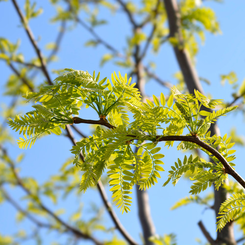 Thornless Honey Locust Tree (2-3 Foot)