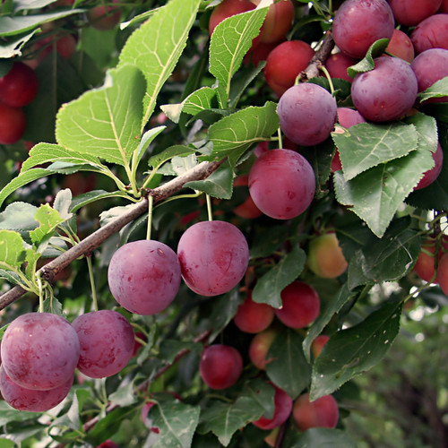 American Plum Tree