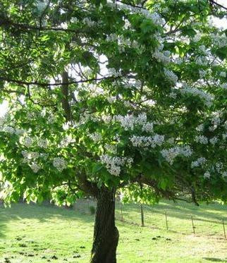 Northern Catalpa Tree | USDA Zones 4-8 | 2-3 Foot | Fast-Growing Trees