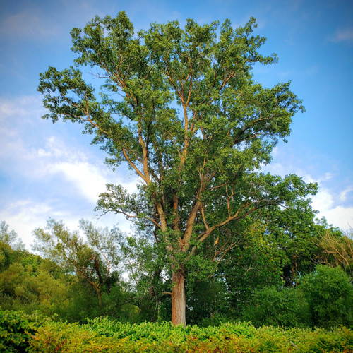 Eastern Cottonwood Tree