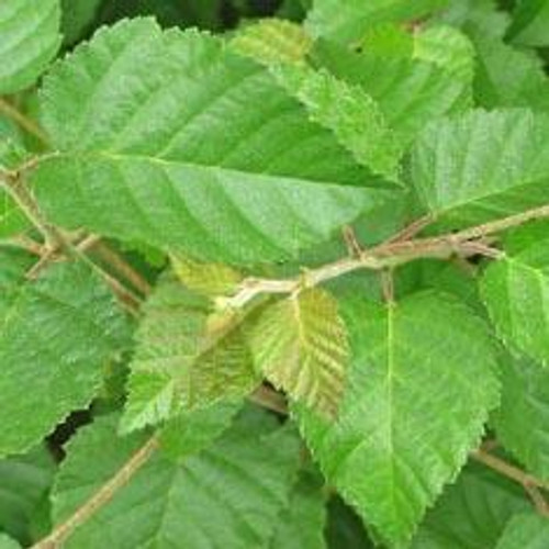 The Tree Store Paper White Birch Tree (2-3 Foot) 