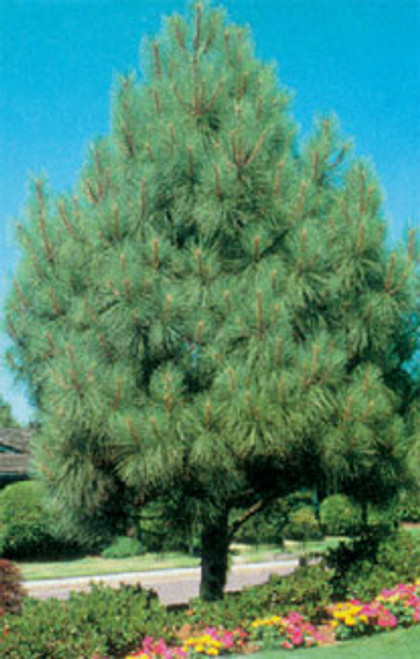 Norway Pine Tree (Red Pine) - Bare Root, 1-2 ft | Pinus resinosa Norway Pine Tree (Red Pine) - Bare Root, 1-2 ft | Pinus resinosa