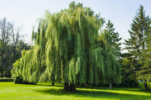 Weeping Willow – Bare Root, 2-3 ft | Salix Babylonica