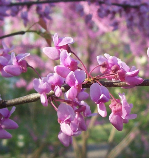 American Redbud Tree - 2-3 Foot | Cercis Canadensis