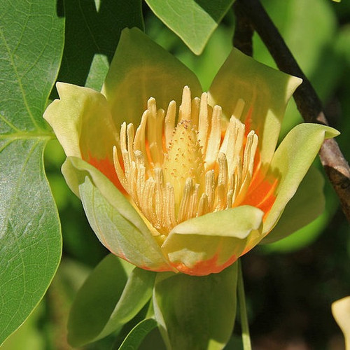 American Tulip Tree - 2-3 Foot | Liriodendron tulipifera