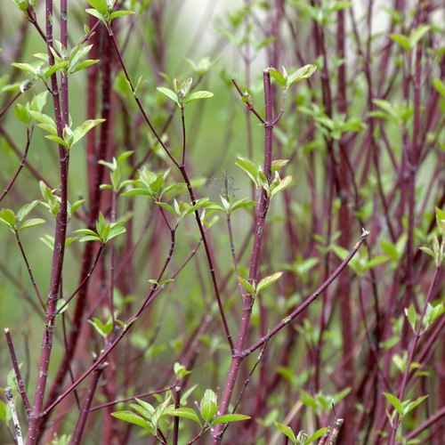 Red Osier Dogwood Shrub - 18-24 in | Cornus sericea