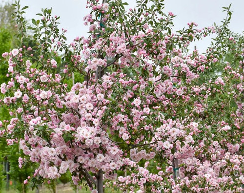 Prairie Crabapple Tree - 2-3 ft | Malus ioensis