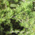 American Larch Tree (18-24 Inches)