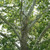 American Sycamore Tree