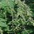 Dawn Redwood Tree (2-3 Foot)